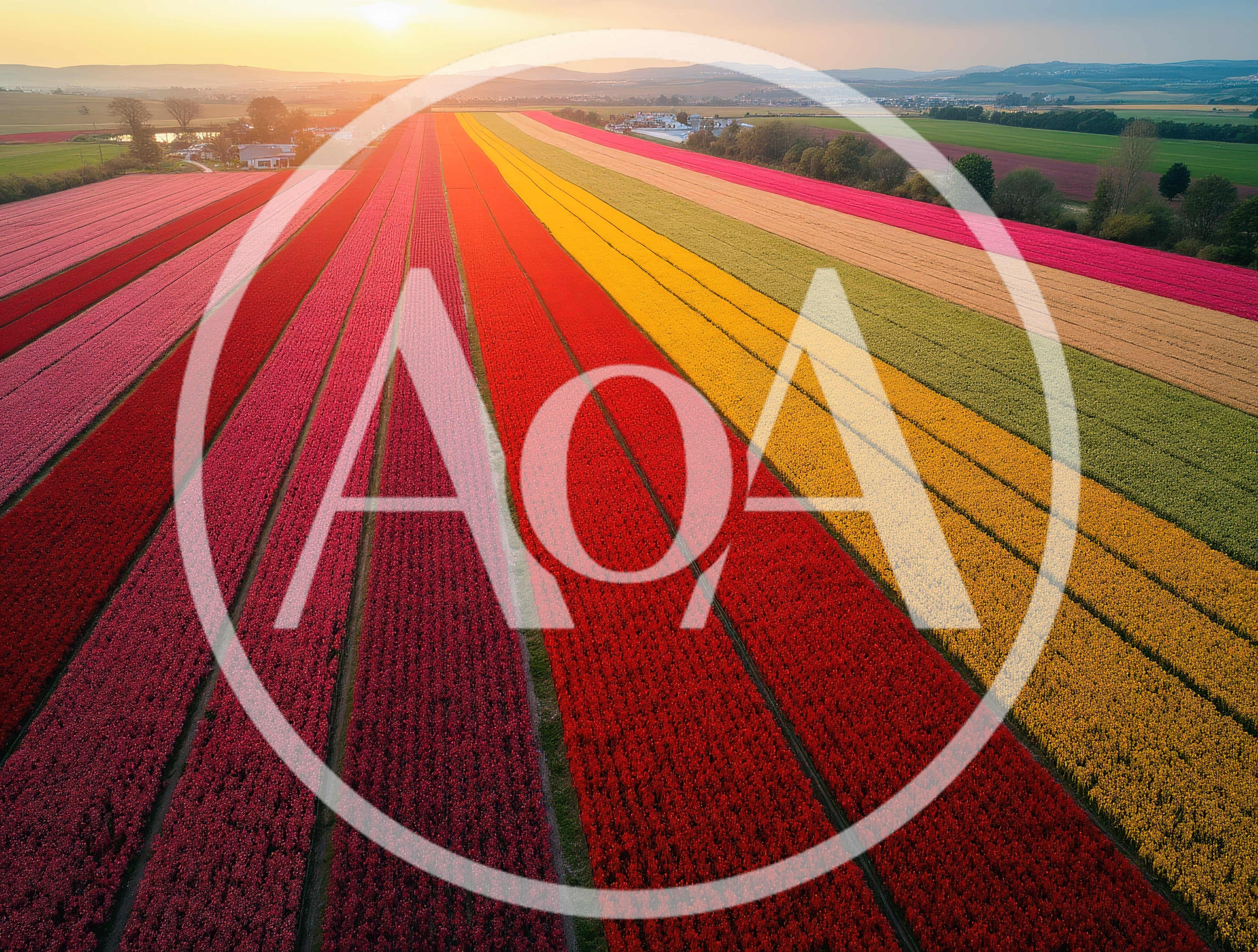 Aerial View Of Vibrant Tulip Fields At Sunset