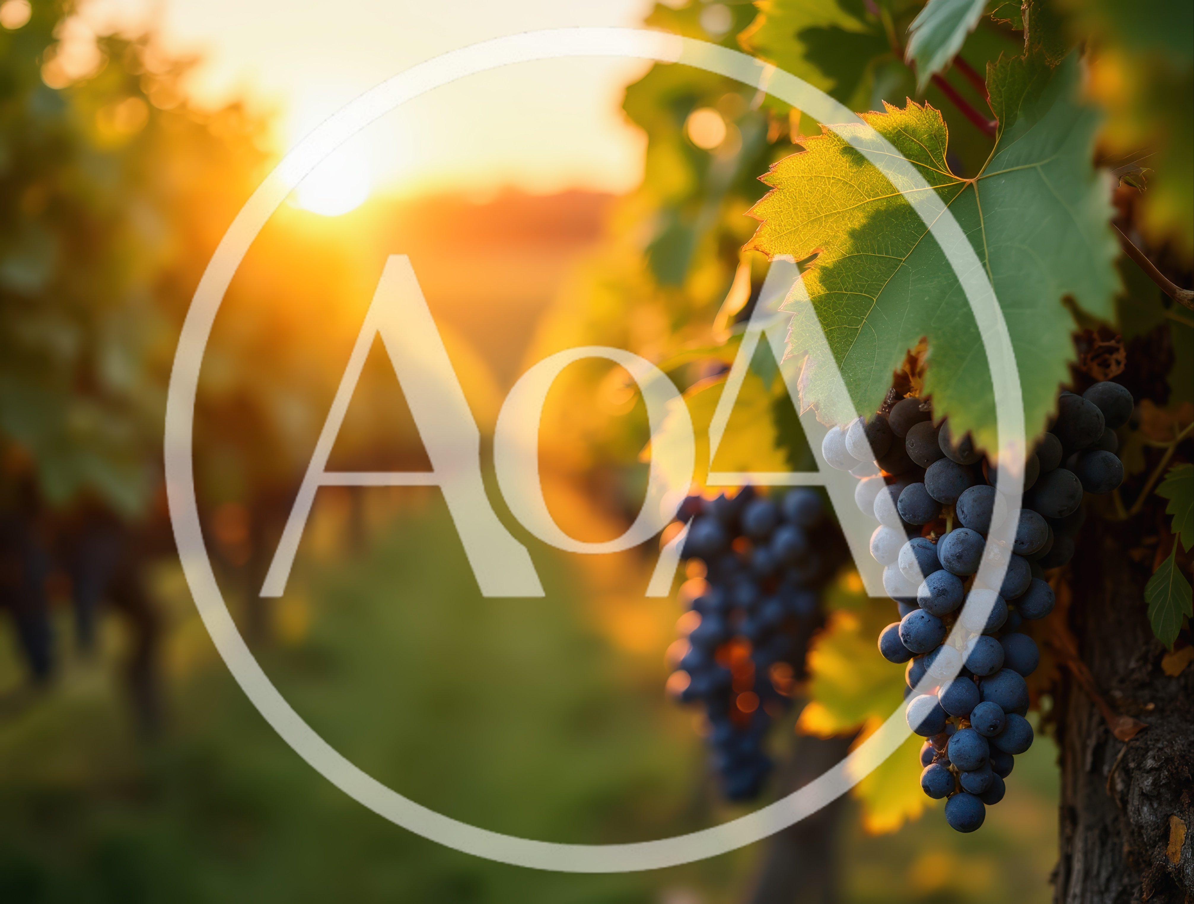 Ripe Purple Grapes Hanging In A Sunny Vineyard
