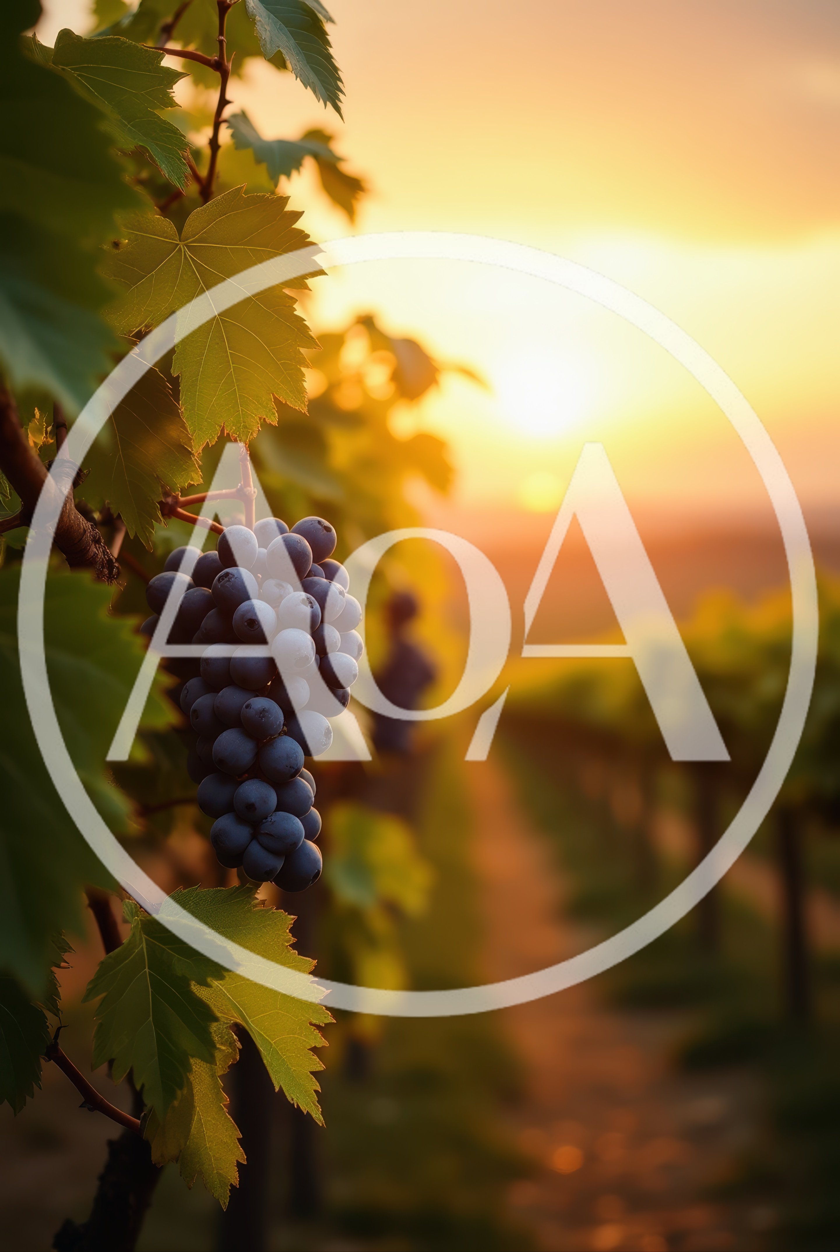 Close Up Of Ripe Grapes In A Vineyard
