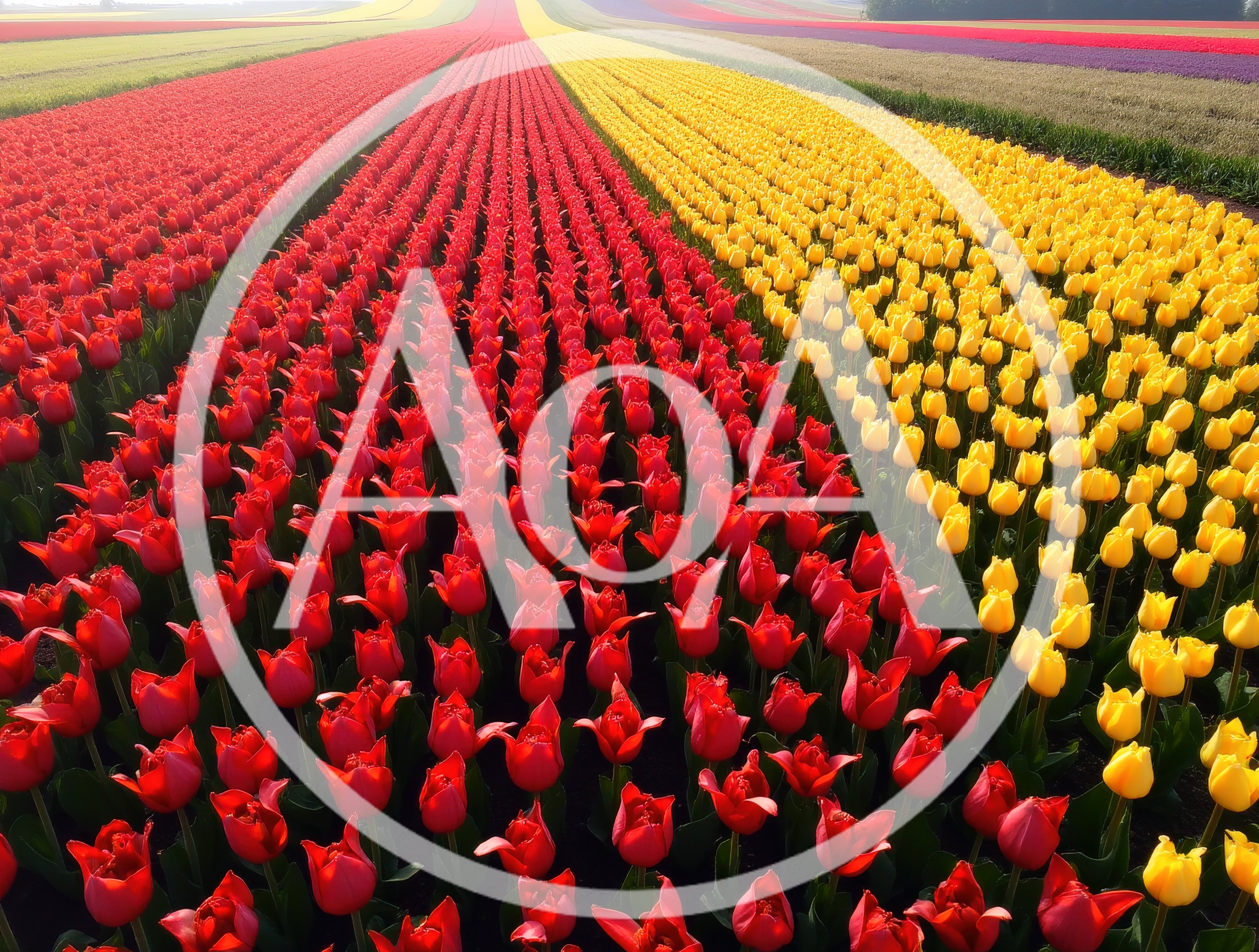 Vibrant Red And Yellow Tulip Field In The Netherlands