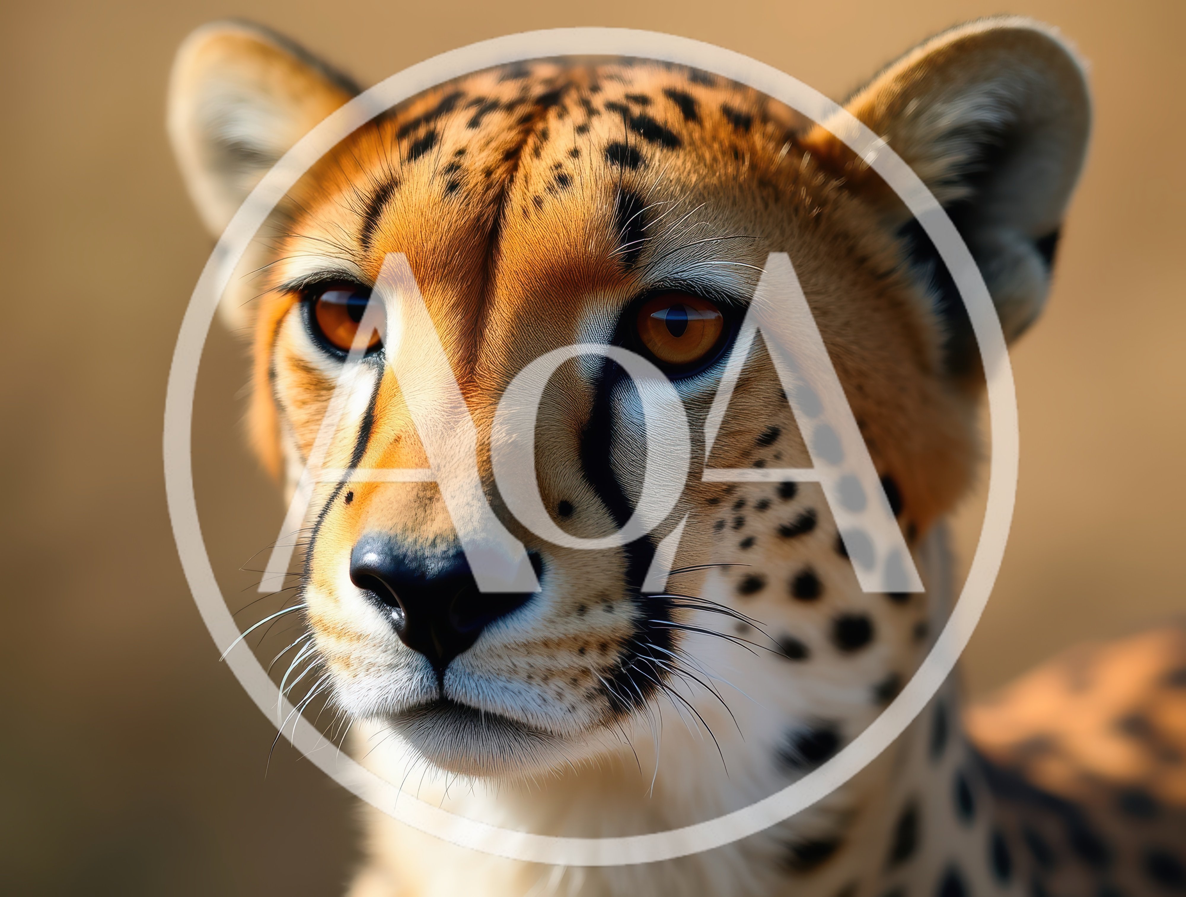 Close Up Portrait Of A Cheetah