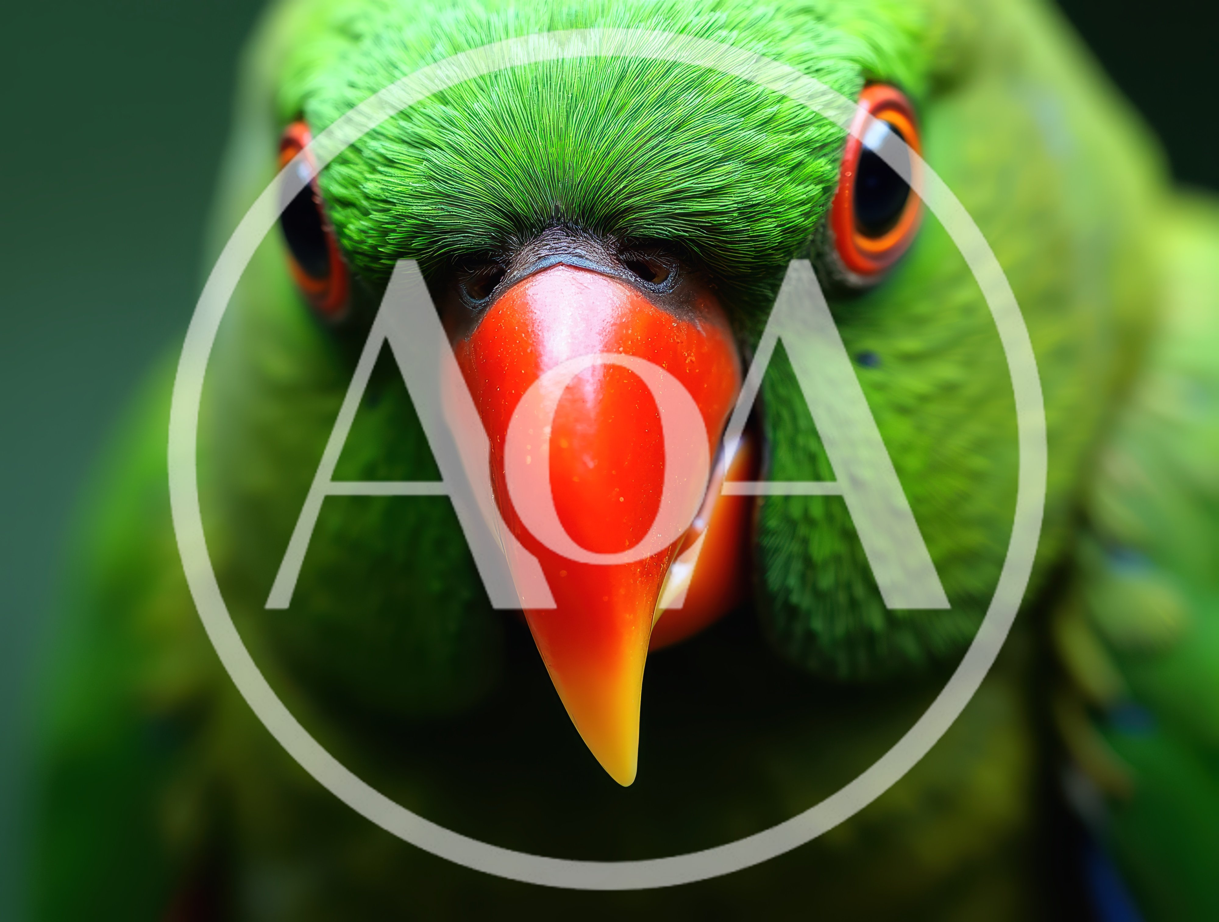 Close Up Portrait Of A Green Parrot