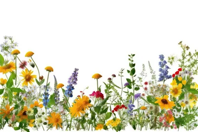 Wildflower Meadow Border Isolated On White Background