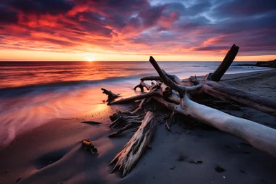 Driftwood Logs On A Sandy Beach At Sunset