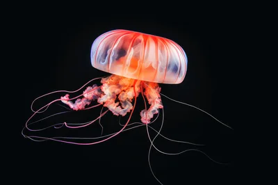Glowing Japanese Sea Nettle Jellyfish Floating In Dark Water