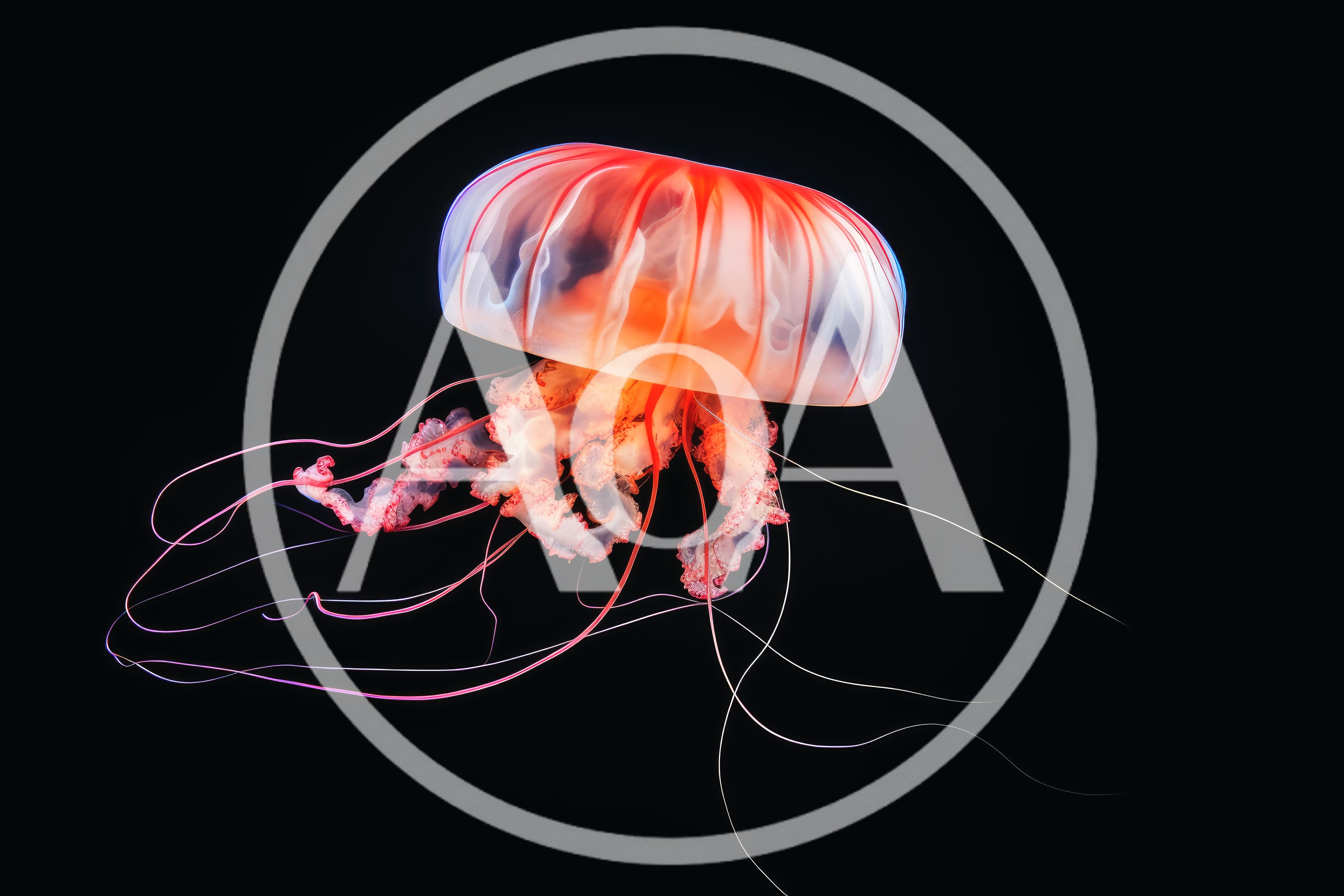 Glowing Japanese Sea Nettle Jellyfish Floating In Dark Water