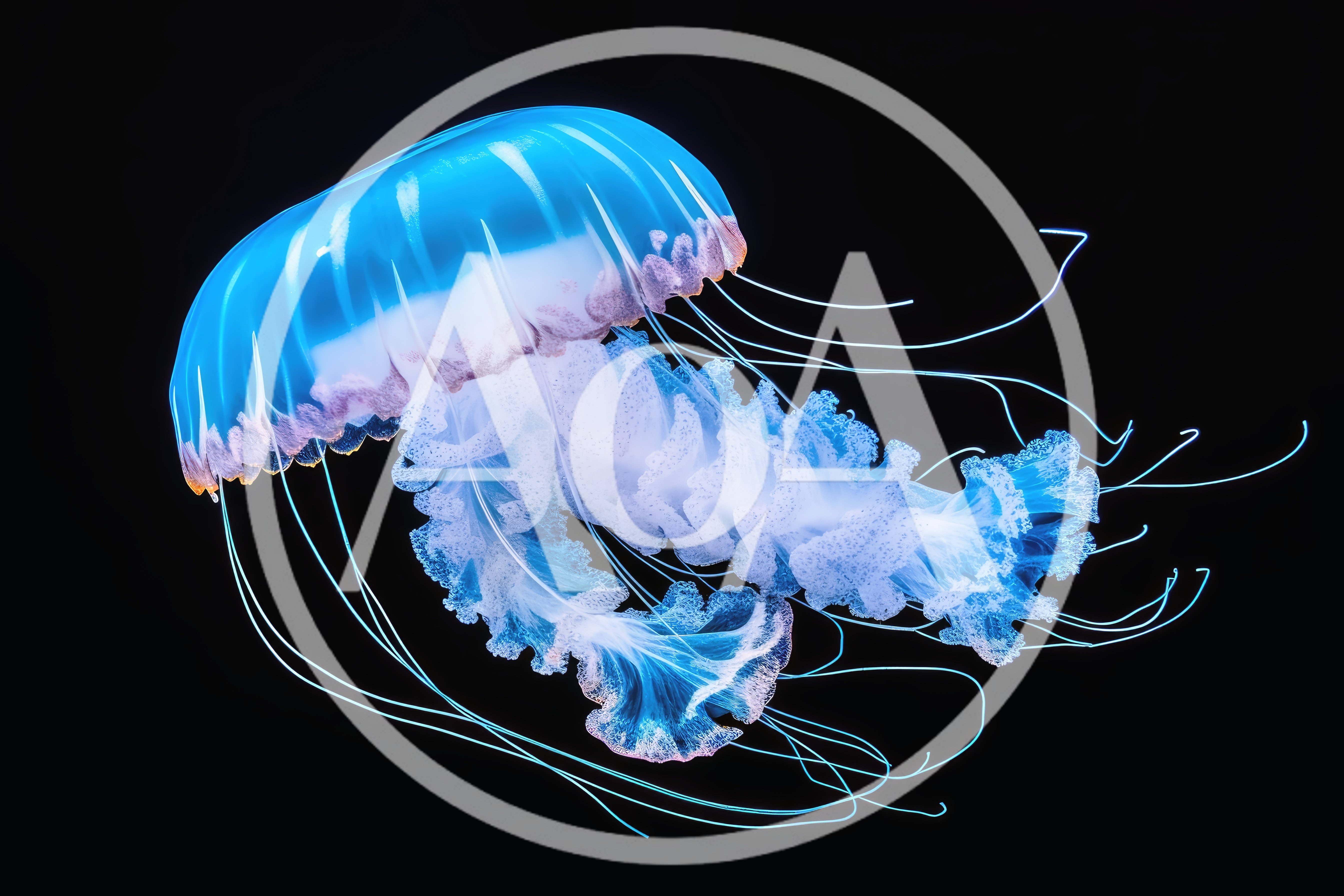 Glowing Blue Jellyfish Floating In Deep Ocean Waters