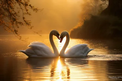Two Swans Forming A Heart Shape On Golden Water