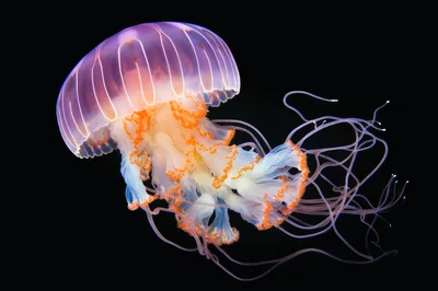Glowing Japanese Sea Nettle Jellyfish Floating In Dark Water
