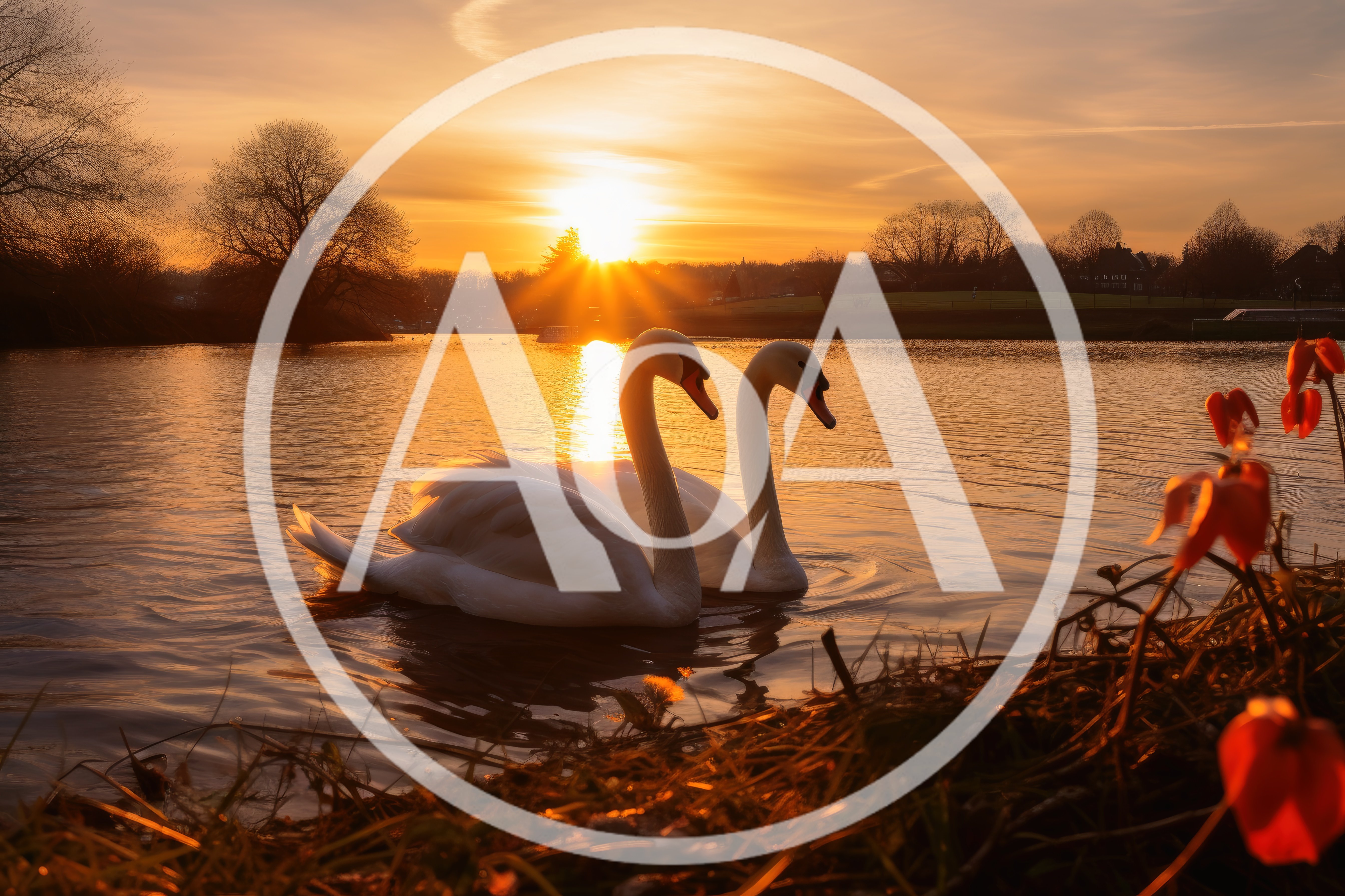 Two Elegant Swans Swimming on a Lake at Sunset