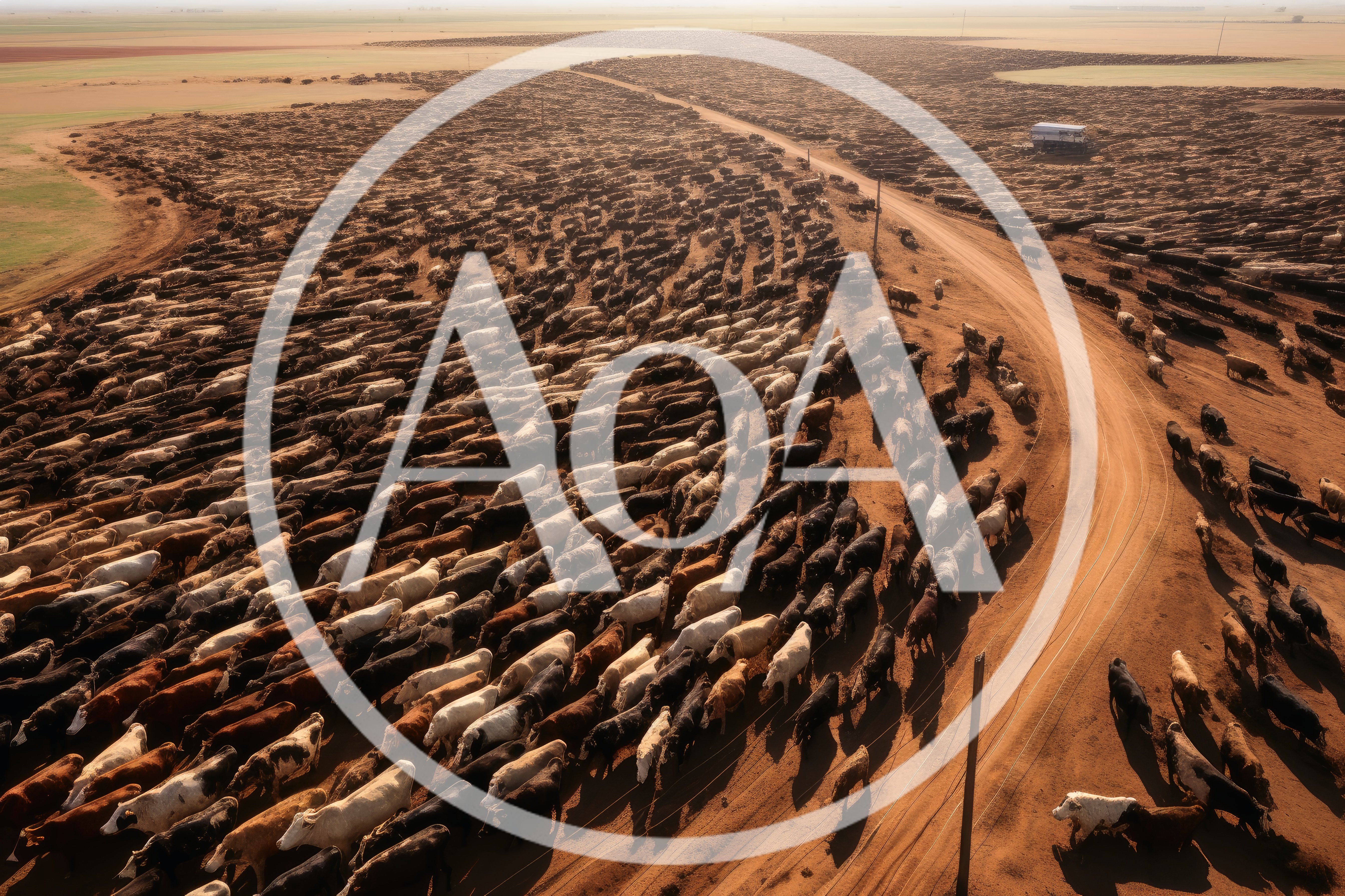 Aerial View Of Large Cattle Feedlot