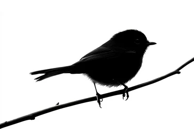 Silhouette Of A Small Bird Perched On A Branch