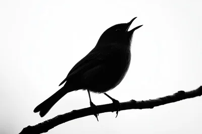 Silhouette Of A Singing Bird On A Branch