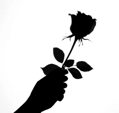Silhouette Of A Hand Holding A Single Rose