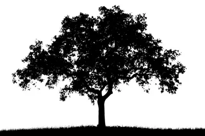 Silhouette Of A Large Deciduous Tree