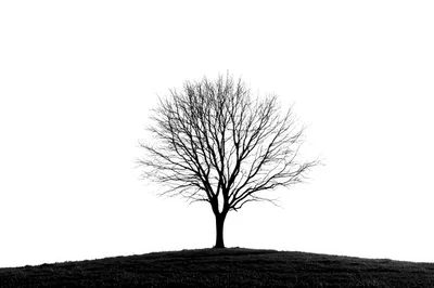 Silhouette Of A Bare Tree On A Hill
