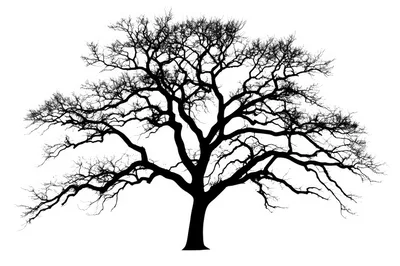 Silhouette Of A Large Bare Deciduous Tree