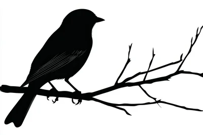 Black Silhouette Of A Bird Perched On A Branch