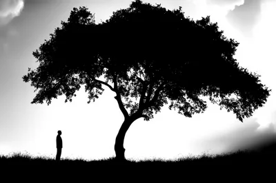 Silhouette Of A Man Standing Under A Large Tree