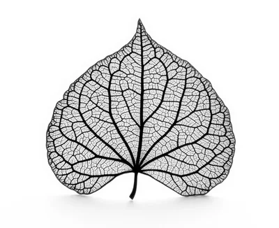 Black Skeleton Leaf Isolated On White Background