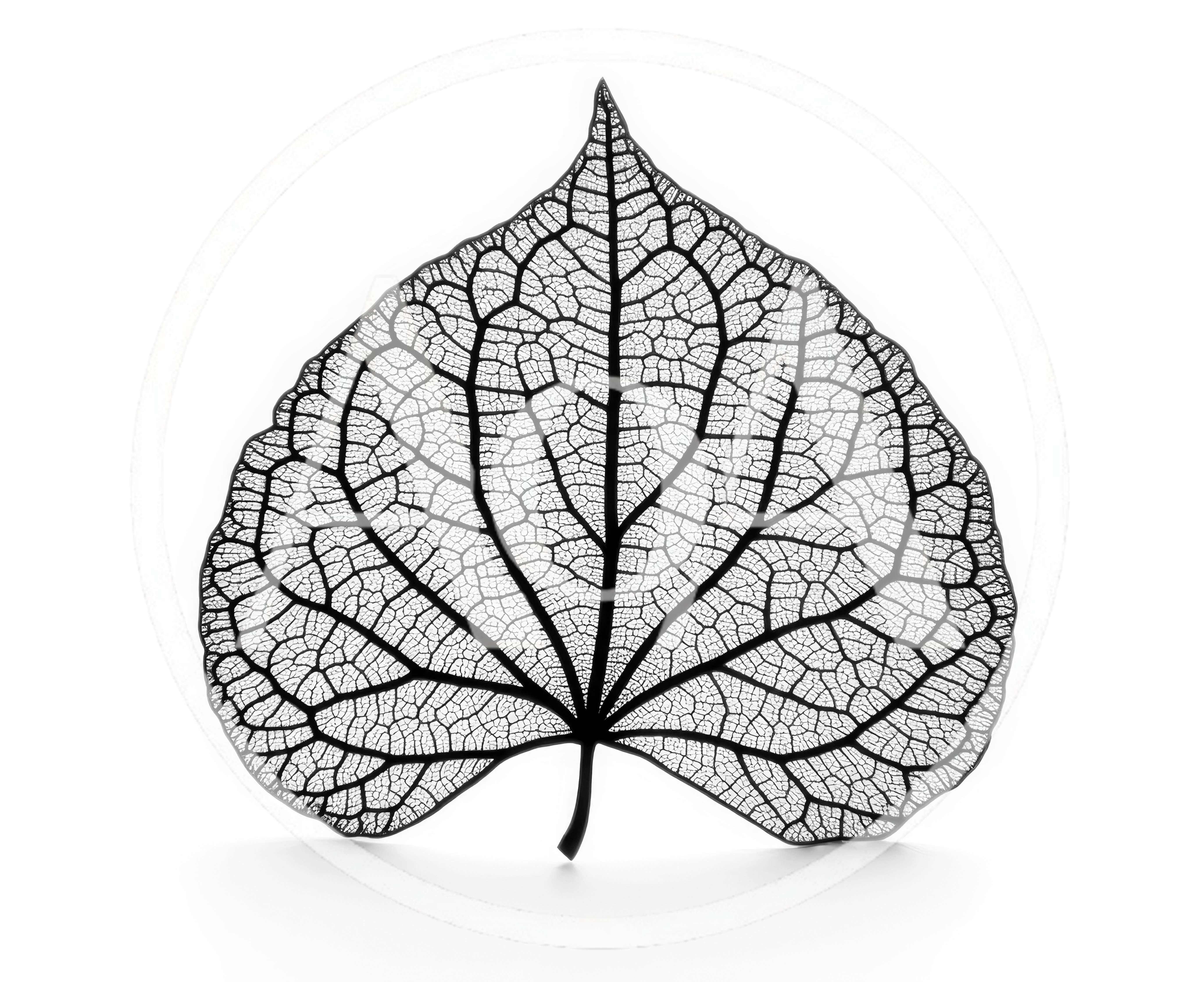Black Skeleton Leaf Isolated On White Background