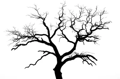 Silhouette Of A Bare Tree Against White Background