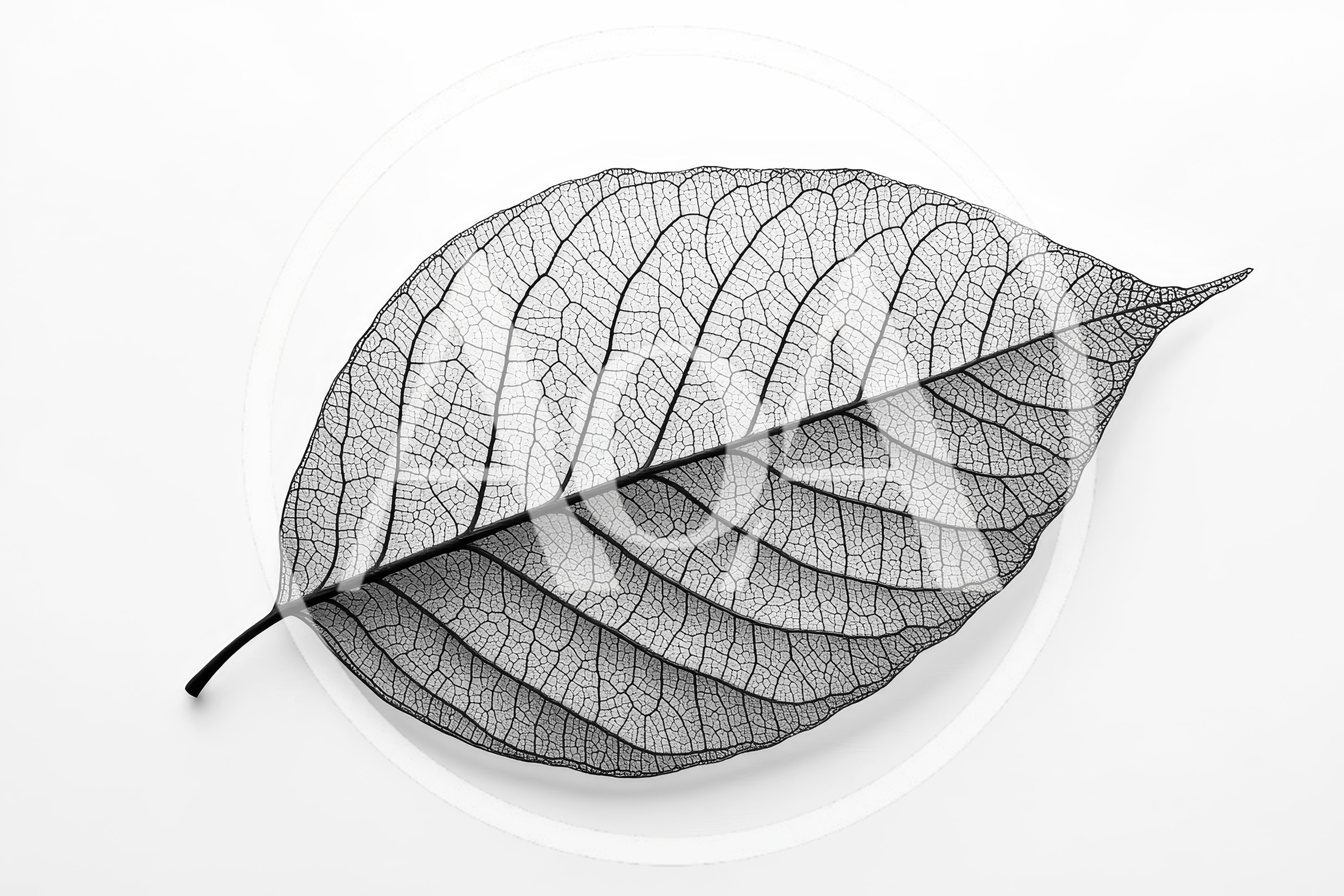 Skeletonized Leaf Structure Isolated On White Background
