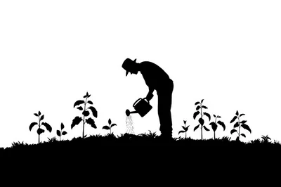 Silhouette Of A Farmer Watering Young Plants