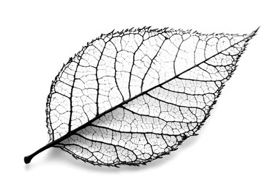 Detailed Black And White Leaf Skeleton Illustration