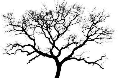 Silhouette Of A Bare Tree Against White Background