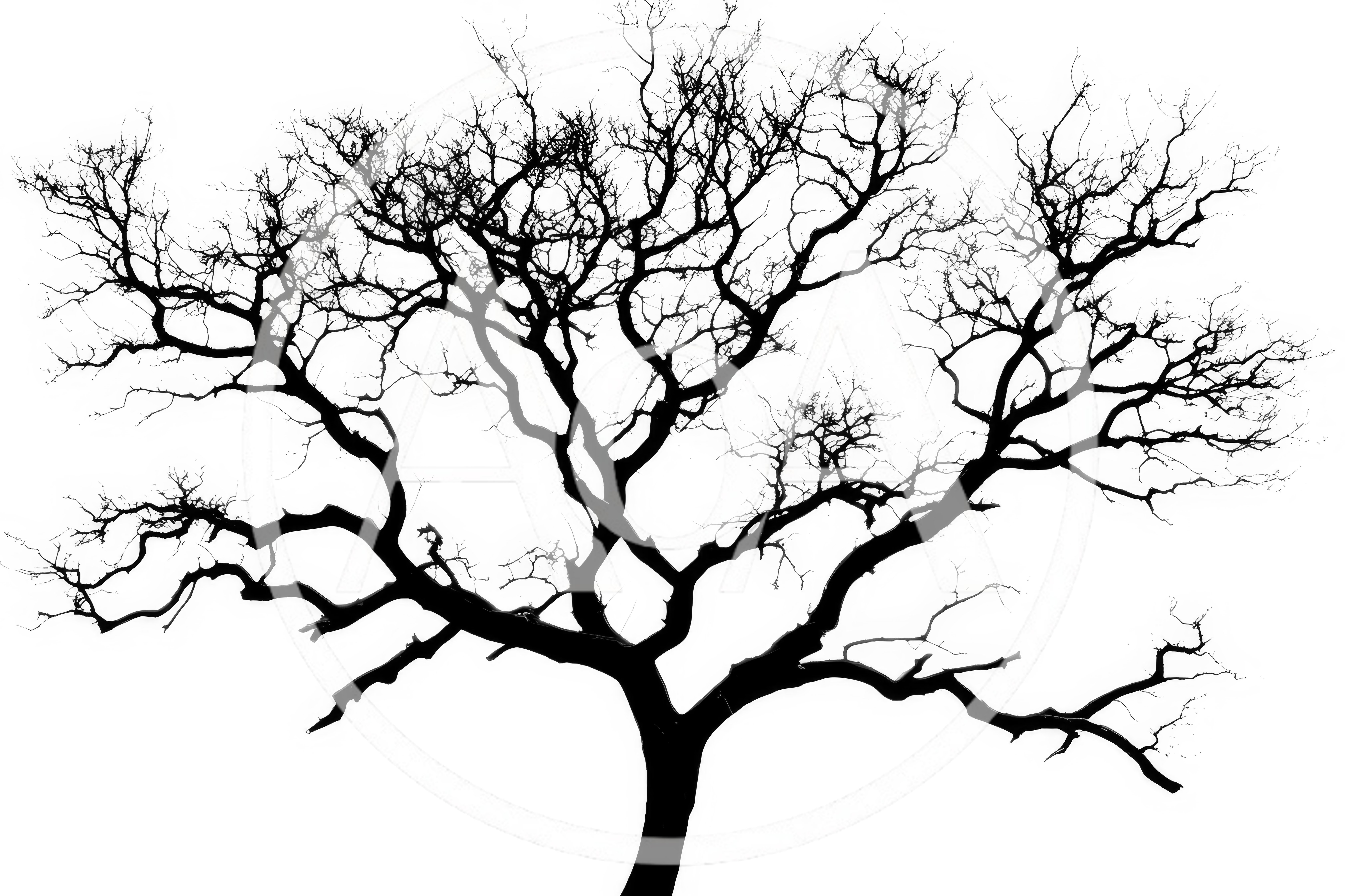 Silhouette Of A Bare Tree Against White Background