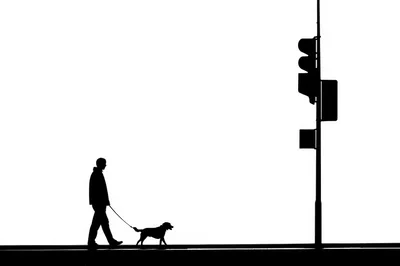 Silhouette Of A Man Walking His Dog
