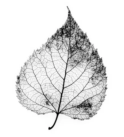 Skeletonized Leaf Vein Structure Isolated On White
