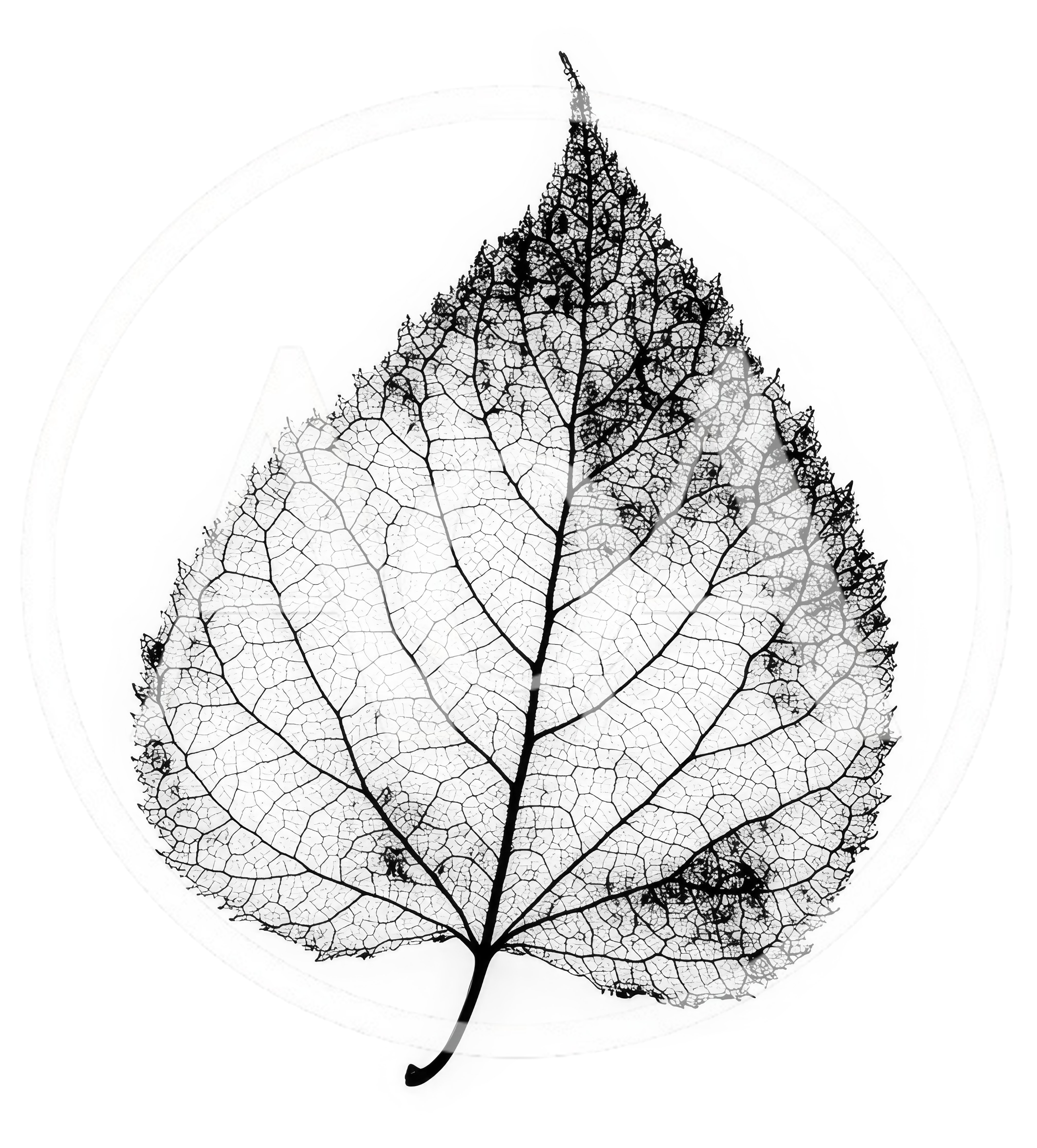 Skeletonized Leaf Vein Structure Isolated On White