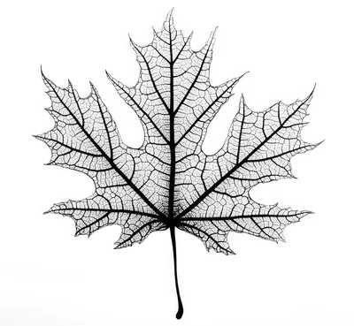 Detailed Black And White Maple Leaf Skeleton