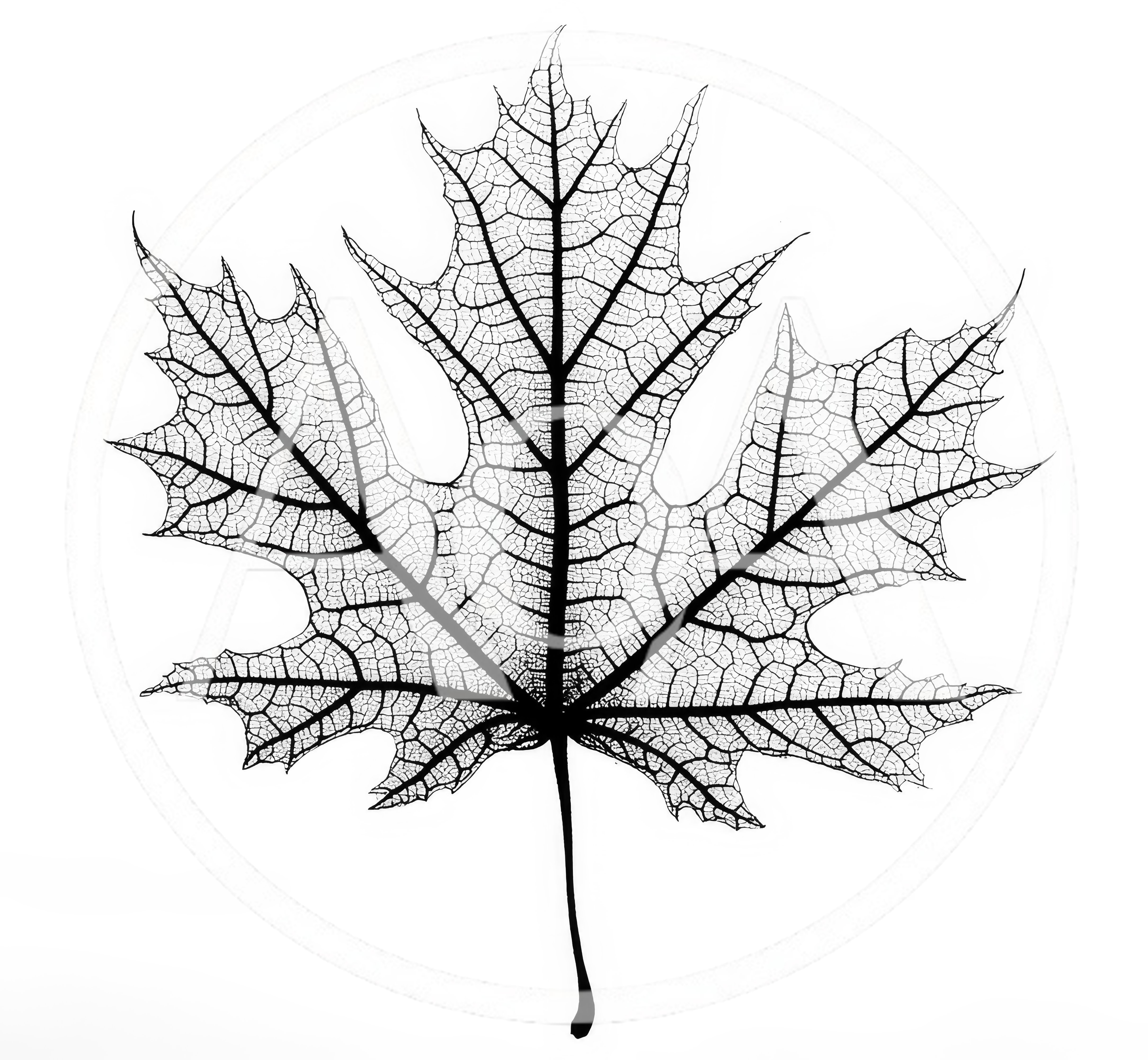 Detailed Black And White Maple Leaf Skeleton