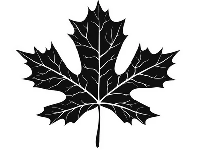 Black Maple Leaf Silhouette With Detailed Vein Pattern