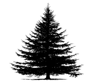 Black Silhouette Of A Coniferous Pine Tree