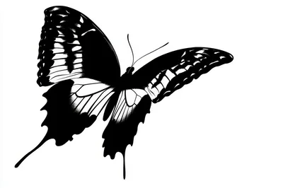 Black And White Butterfly Illustration