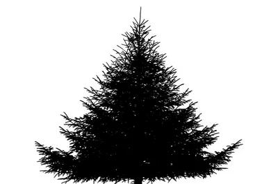 Black Silhouette Of A Coniferous Tree