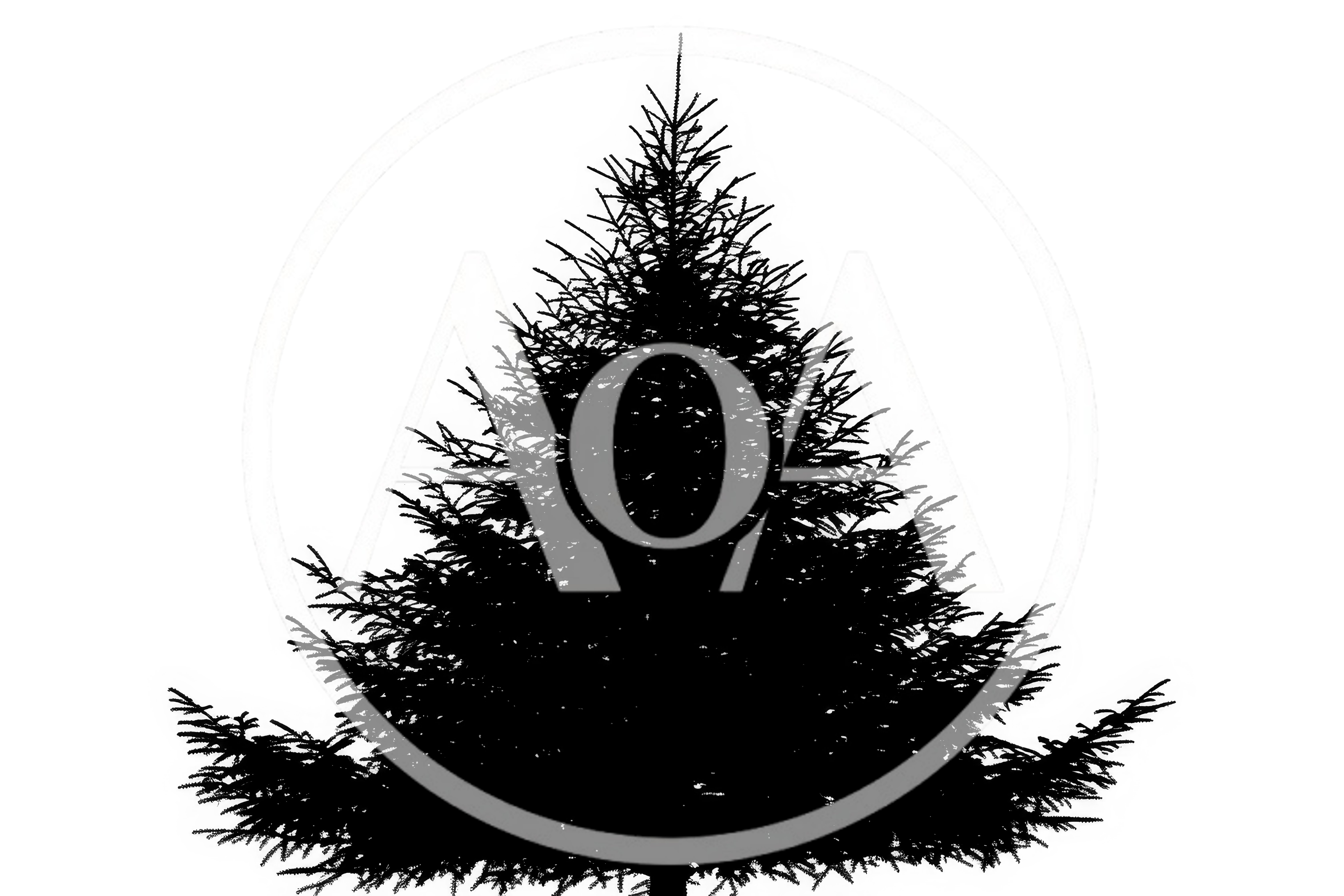 Black Silhouette Of A Coniferous Tree