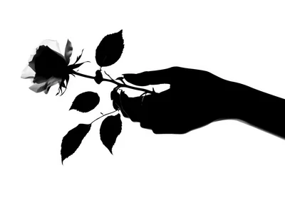 Silhouette Of A Hand Holding A Single Rose