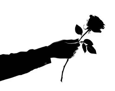 Silhouette Of A Hand Holding A Single Rose