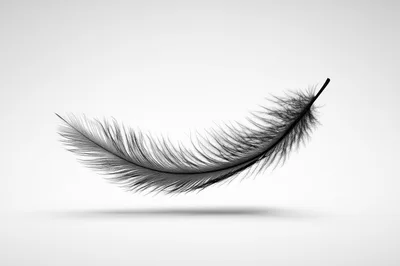 Single Black Feather Floating Against White Background