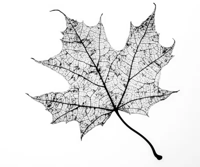 Skeletonized Maple Leaf Isolated On White Background
