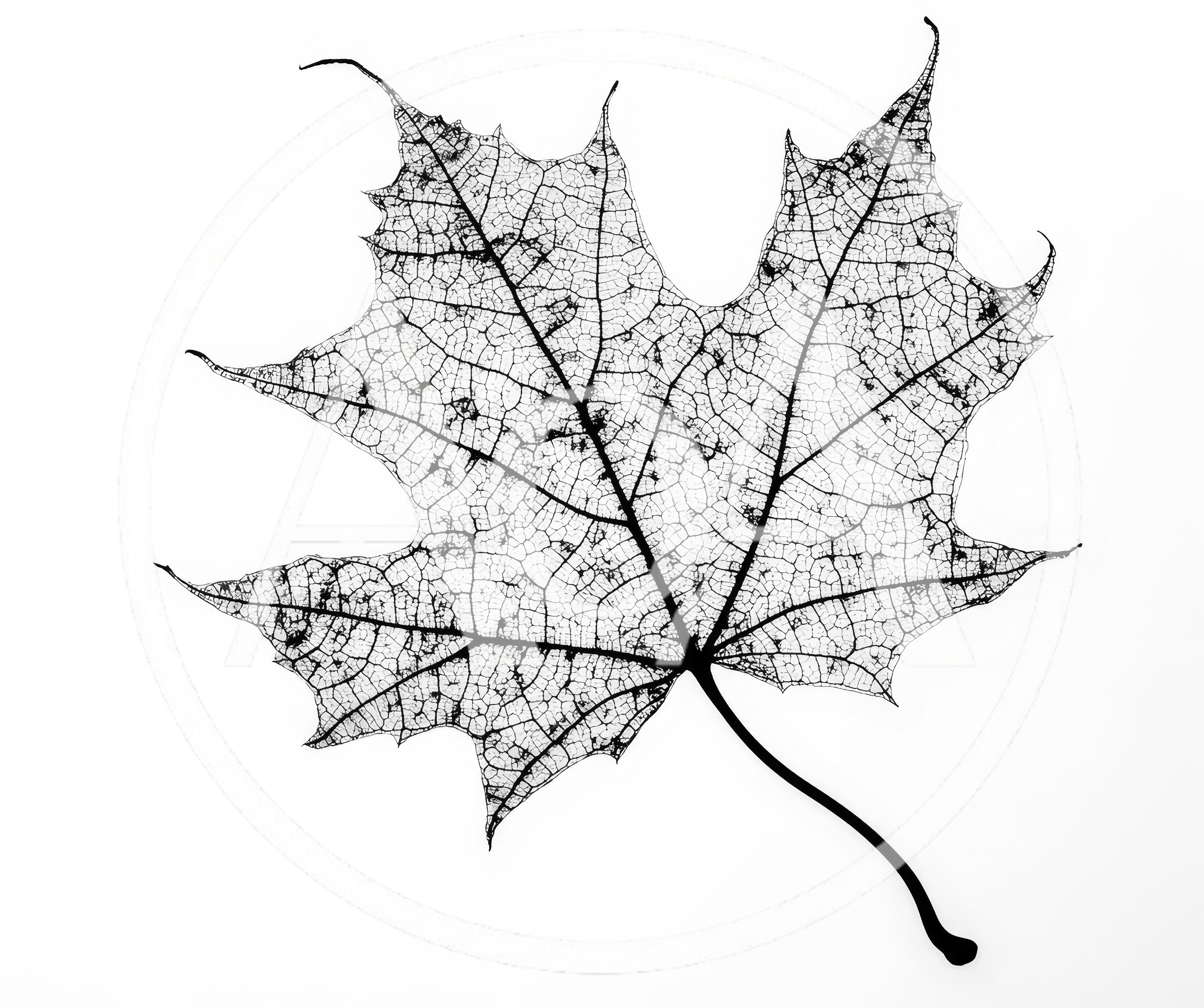 Skeletonized Maple Leaf Isolated On White Background