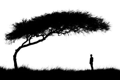 Silhouette Of A Man Standing Under An Acacia Tree