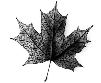 Detailed Black Skeletonized Maple Leaf Isolated