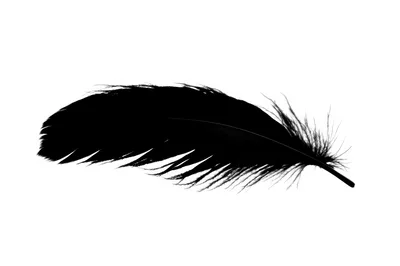 Single Black Feather Isolated On White Background