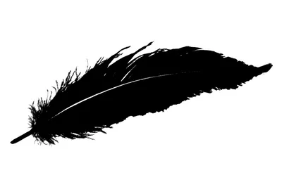 Black Feather Silhouette Isolated On White Background